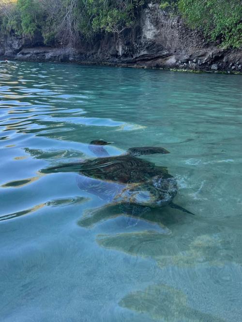 Tortue verte Anse Dufour