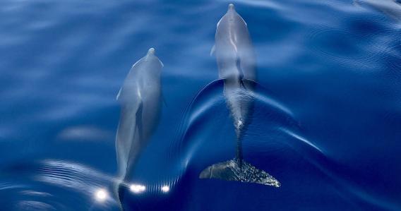 Découverte des Dauphins sur la côte Caraïbes