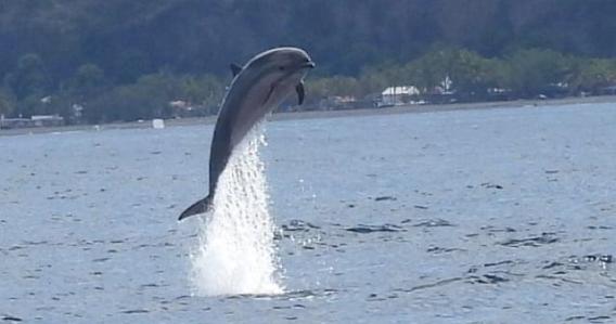 Découverte des Dauphins sur la côte Caraïbes
