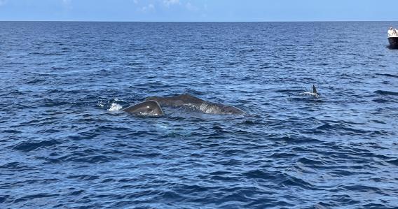 Découverte des Dauphins sur la côte Caraïbes