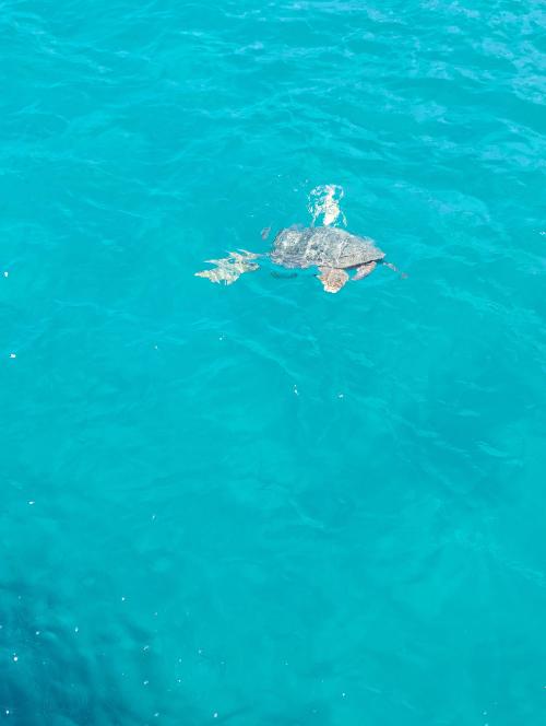 Photo opportunity in turtle island