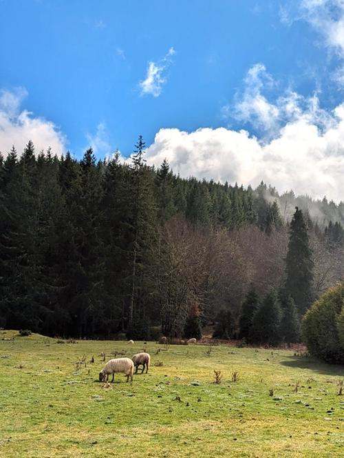 Chão das Feiteiras (Funchal Nature Reserve)