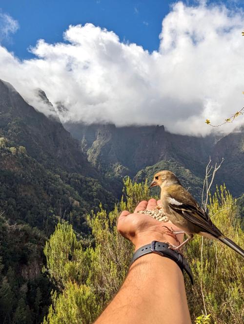 Viewpoint Levada dos Balcões