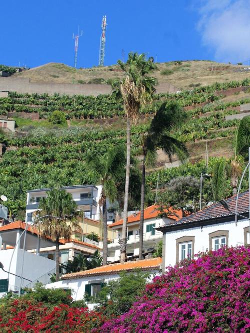 Câmara de Lobos (fishing village)