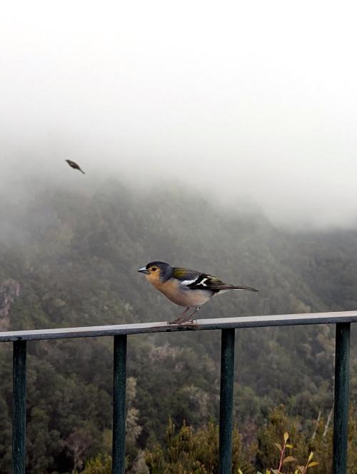 Madeira chaffinch, Funchal's nature reserve