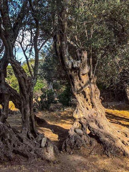 The oldest olive tree