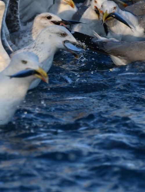 Seagulls eating sardines