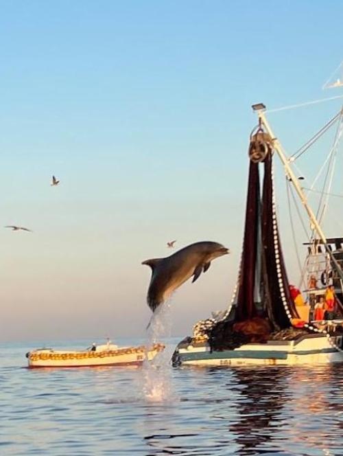 Dolphin excited by the huge amount of sardines