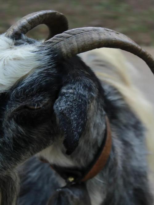 Cretan Goats at the Samaria Gorge
