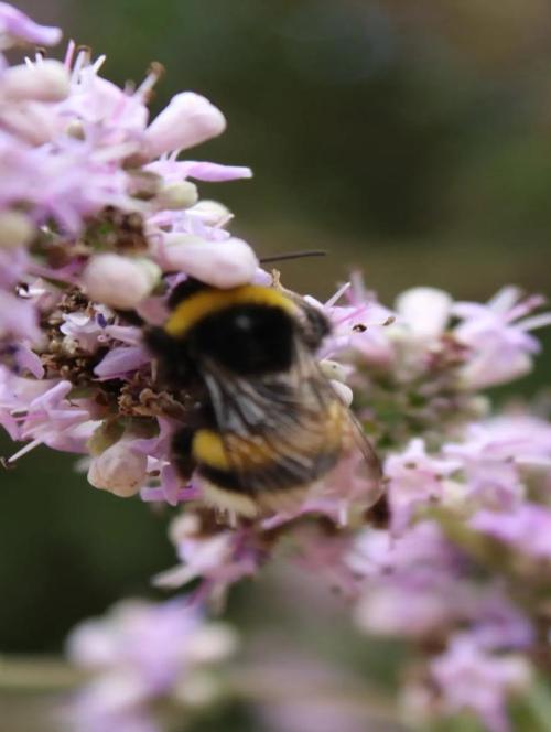 Samaria Gorge Private Tour - Flora and Fauna