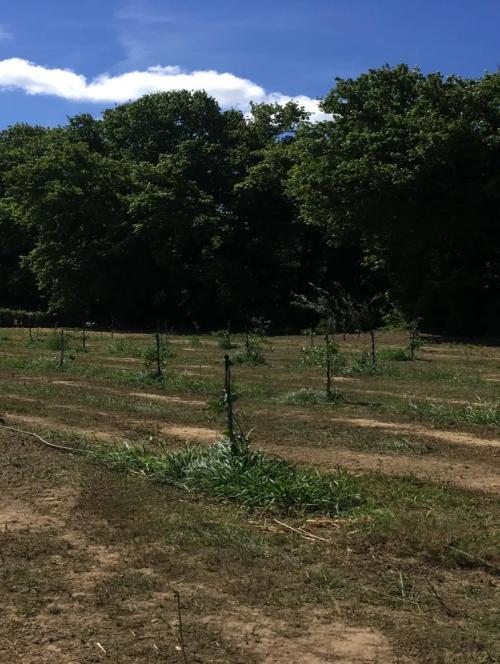 Organic Farm in Chania Crete - Tour on Organic Farms