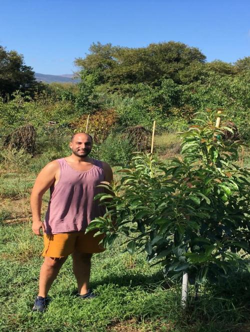 Avocado Fields in Chania
