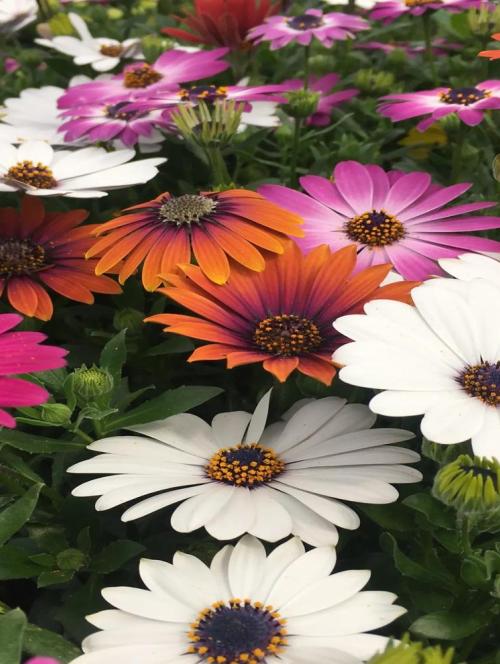 Villages of Rethymnon Private Full Day Tour