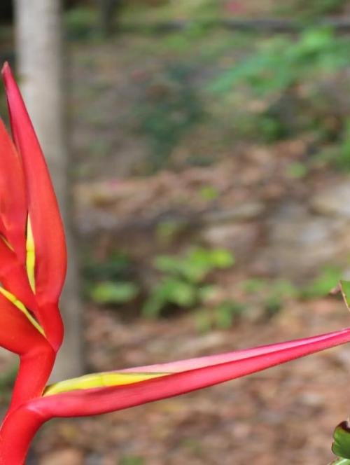 Fauna inside Imbros Gorge