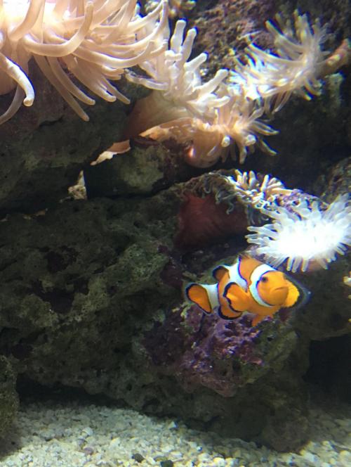 Chania to Creta Aquarium Private Tour