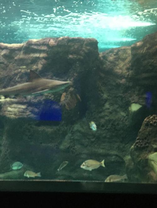 Chania to Heraklion Aquarium Private Transfer