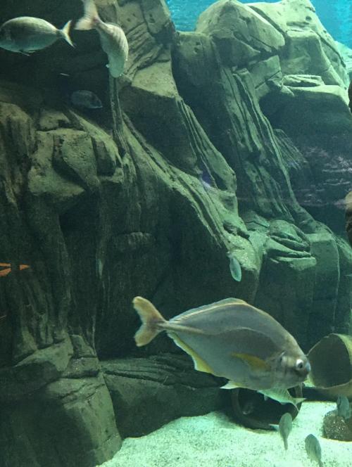 Thalassokosmos Cretaquarium