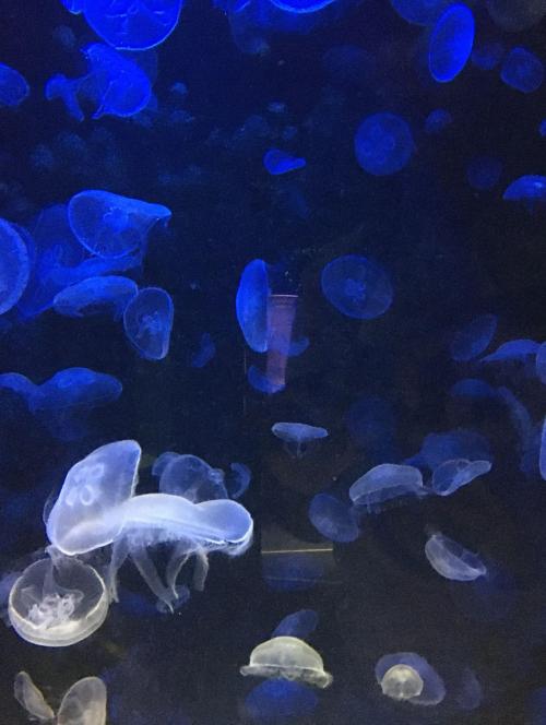 Thalassokosmos Cretaquarium