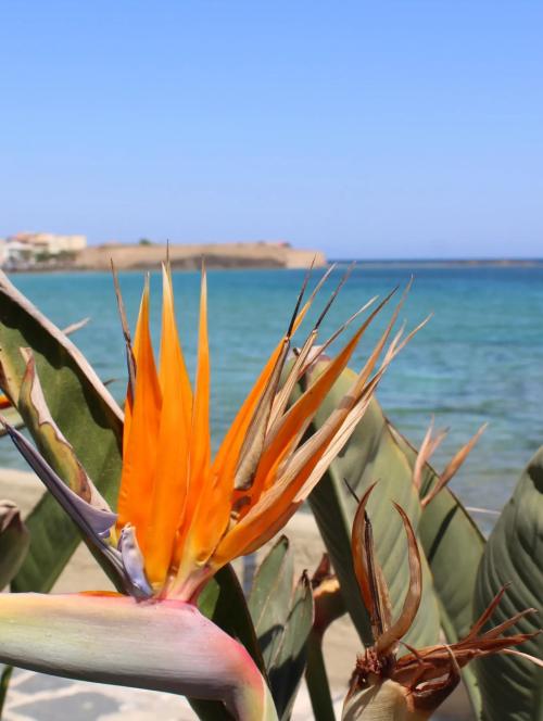 Chania City History Tour from a licensed Tour Guide