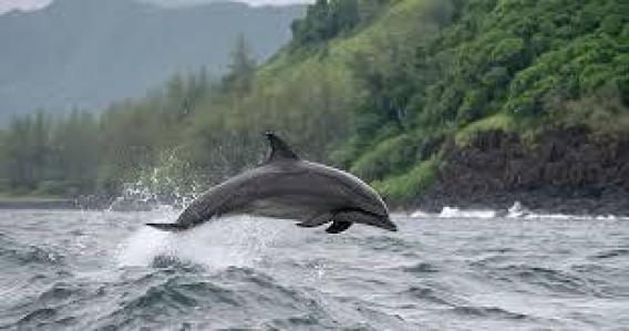 Snorkeling & Secret Beaches Half Day - SMALL GROUP TOUR (Max 6)