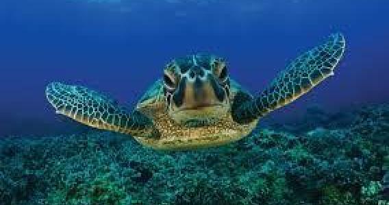 Snorkeling & Secret Beaches Half Day - SMALL GROUP TOUR (Max 6)