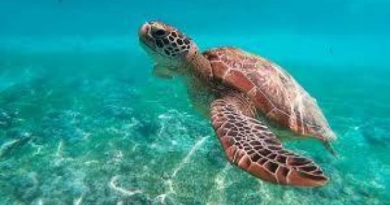 Snorkeling & Secret Beaches Half Day - SMALL GROUP TOUR (Max 6)