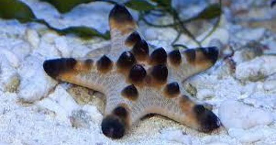 Snorkeling & Secret Beaches Half Day - SMALL GROUP TOUR (Max 6)