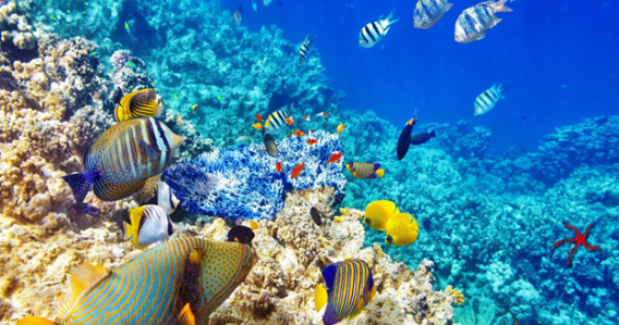 Snorkeling & Secret Beaches Half Day - SMALL GROUP TOUR (Max 6)