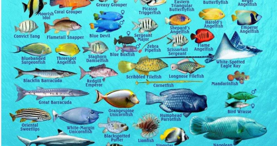 Las Catalinas Islands - Half Day Snorkeling - PRIVATE TOUR
