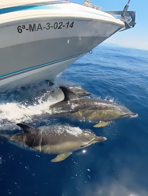 Private Dolphins Trip