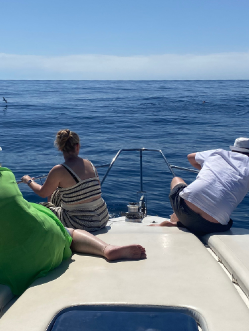 Dolphins