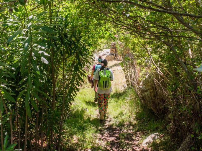 Meet the trees in Cyclades Hiking tour (Private experience)